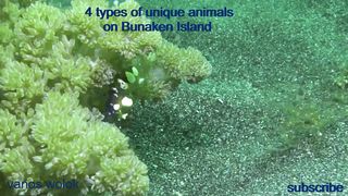 4 types of unique animals