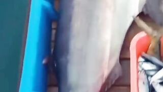 Marlin fish