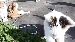 Funny cat 54
