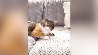 Oh No! Tik Tok - Funny Pets Reaction - Dog And Cat Compilation 2