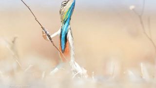 15 Funny animal pictures