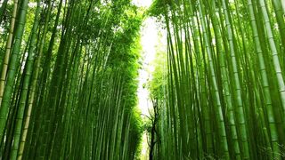 Hutan Bambu