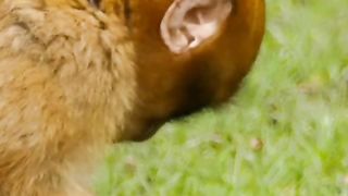 Monkey 12