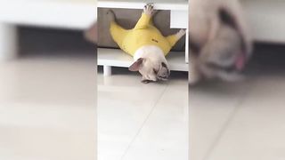 Funniest Animals May #2 Try Not To Laugh Pets | Funny Cat Videos 2023