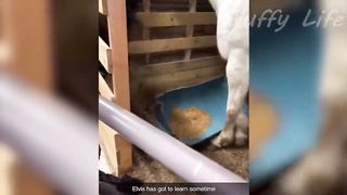 Funniest Animal Videos 2023???? - Funniest Cats???? and Crazy Dogs???? Videos!