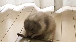 Hamster loving it