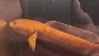 Channa limbata fish