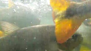Viral Camp Adventure Fish Paradise River