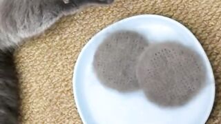 Cat Brush