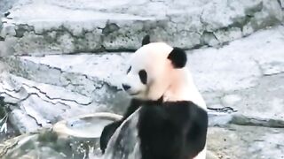 Panda is taking a bath