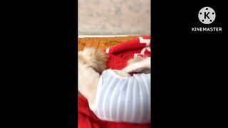Two dog