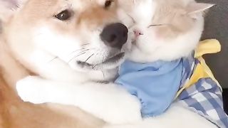 Dog and cat 3