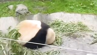 Kung fu panda 3