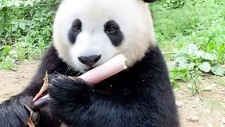pandas are eating