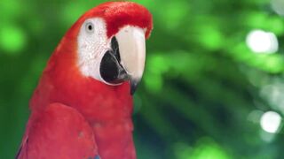 Breathtaking Colors of Nature in 4K III ????Beautiful Nature - Sleep Relax Music 4K
