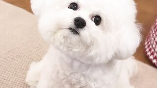 Dog ki narazgi