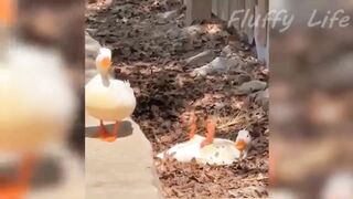 Funny cat and dog video 2