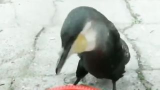 bird swallows 4 whole fish in less than 15 seconds