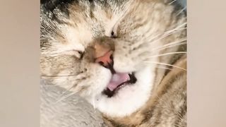 Astuces de chat