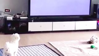 Funny video 924
