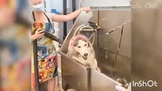Funny cat and dog video XD