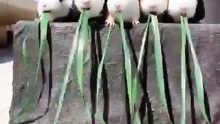 funny Eating  system