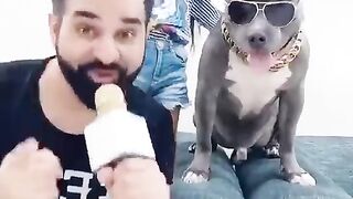 This Dog Brody is Always Funny ???? #shorts | Harpreet SDC