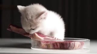 [ASMR] Kitty eating a steak (relaxing)