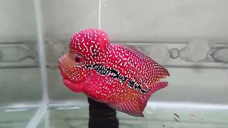 ikan louhan yang cantik