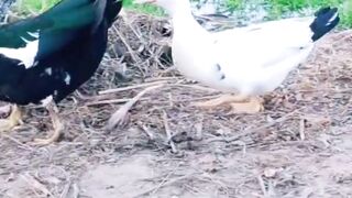 Duck video
