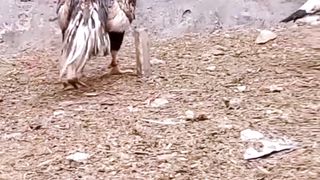 Desi Chick's | Aseel Murghy | Desi Rooster