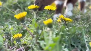 #goatkid#animals#amazingvideo