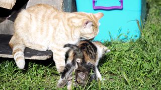 Une mère chatte qui toilette ses bébés chatons