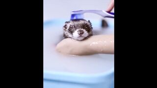 Cutest Animals! Cute baby animals Videos Compilation cute moment of the animals