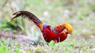 wow male Golden Pheasant