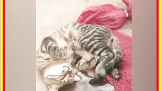 Funny cat????????????????