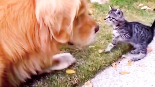 funny animal Viral????2023 Funniest cat and dog#video☺️????#2023#animalshort #shortreel#shorts#viral.