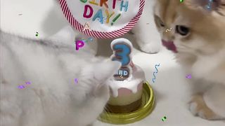 Birthday Cat