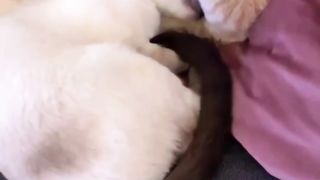 Cat feeling in love cute video