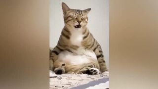 Funniest Animals 2023 ???? Funny Cats and Dogs Videos 2