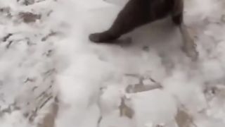 Funniest tiktok cat #52 - try not to laugh with tiktok animals
