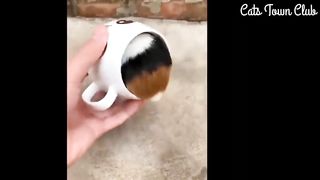 Funniest Animals Videos 2023 - Try To Not Laugh ???? | Funny And Cute Animals Compilation Videos ???? |