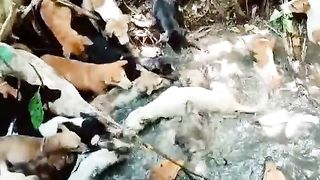 Hunting in the forest