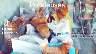 Poules