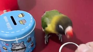 Smart and funny bird 3