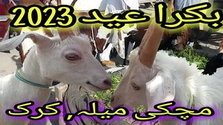 Cow mandi, bakra eid 2023