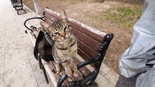 Stray cat asking for affection in a cute way