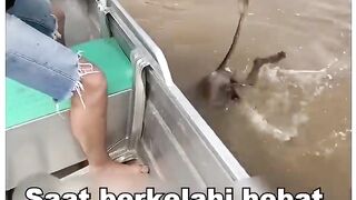 Viral Penyelamatan Bekantan kalimantan