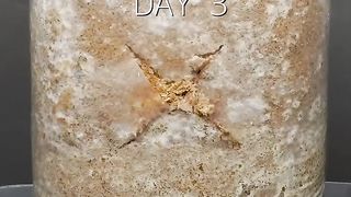 Viral Golden Oyster mushroo. timelapse