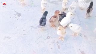 Aseel Desi Chick's | Chicken Rooster